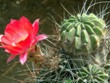 Lobivia_hertrichiana